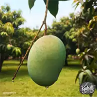 গার্ডেন ফ্রেশ ল্যাংড়া আম | কুদরাতি সিজন ফ্রেস